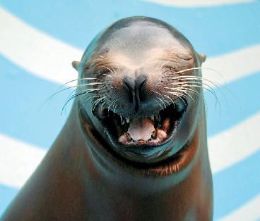 カリフォルニアアシカ