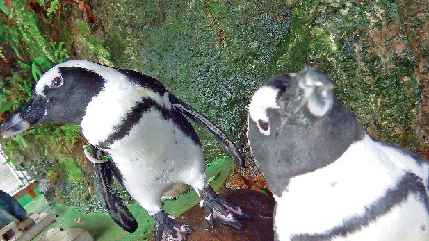 ケープペンギン