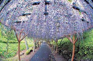 こんな花が楽しめます