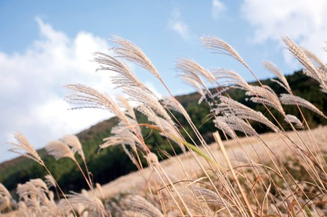 【箱根ドライブ×モデルプラン2日目】仙石原すすき草原