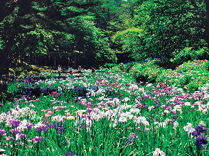 こんな花が楽しめます