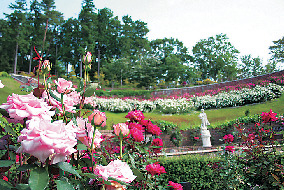 こんな花が楽しめます