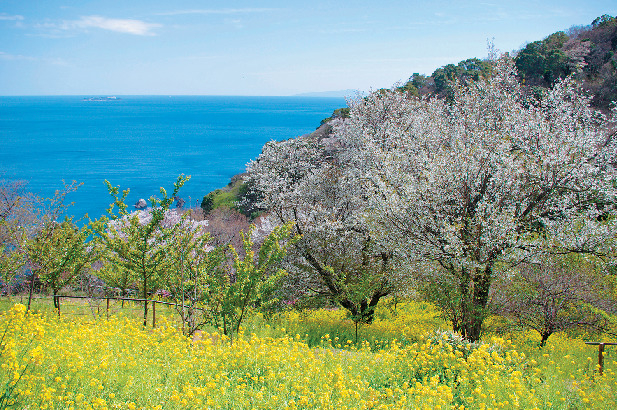 あたみ桜となの花園