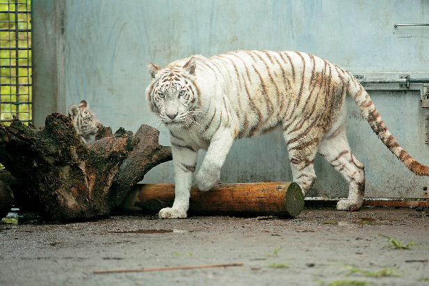 伊豆アニマルキングダムは360°の大迫力が楽しめる!
