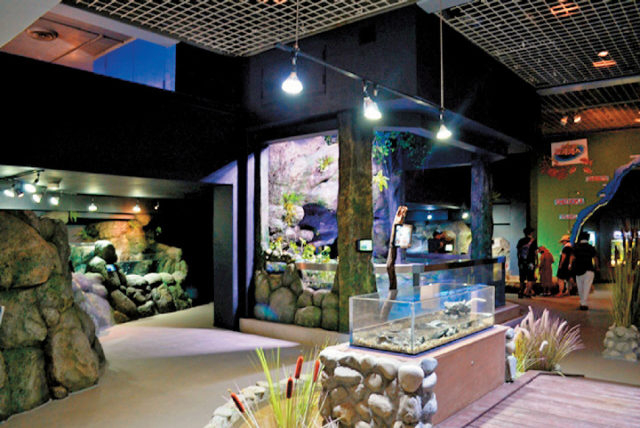 伊豆の川を水槽で再現遊んで学べるイズリバ