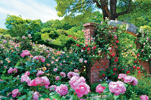 イングリッシュローズガーデン