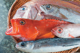 【西伊豆×絶品魚介】西伊豆の回転ずし伊豆ととや