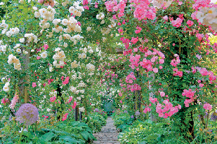 プロポーズガーデン