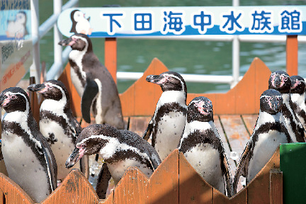 ペンギンプール