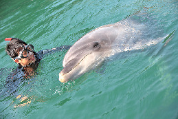 ドルフィンスノーケル