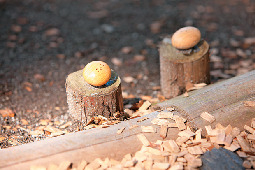 Kicoroの森で癒しさんぽ