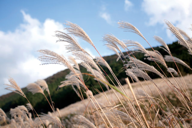 湿原とススキ野原が広がる高原リゾート