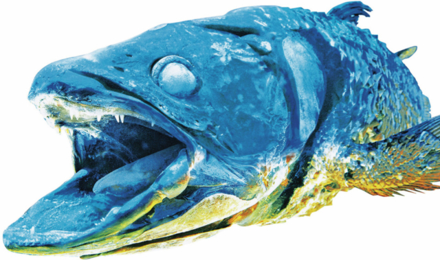 【沼津港観光モデルコース】①沼津港深海水族館シーラカンス・ミュージアム