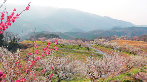 伊豆月ヶ瀬梅林梅まつり