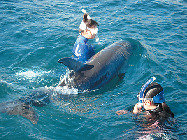 【伊東のレジャースポット】ドルフィンファンタジー伊東