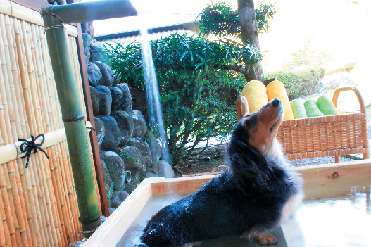 愛犬と楽しむ温泉旅館 修善寺 絆