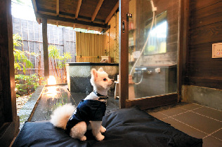 愛犬と微笑む温泉リゾート 伊豆高原 ウブドの森