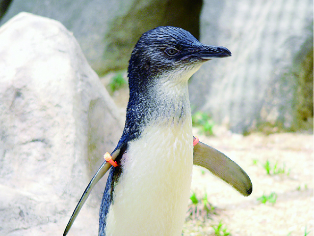 コガタペンギン