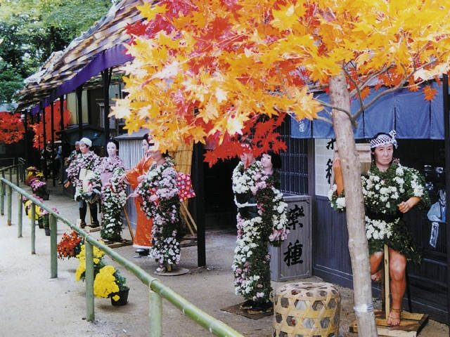 【笠間稲荷神社×イベント】10月26日〜11月24日 笠間菊まつり