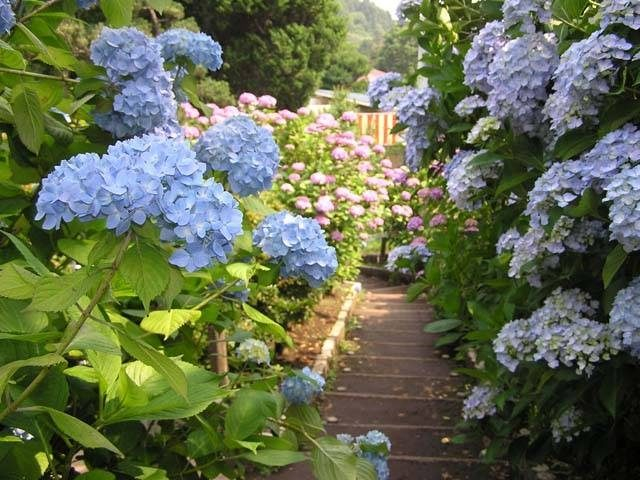 【水戸×観光】アジサイが咲き競う名園「保和苑」