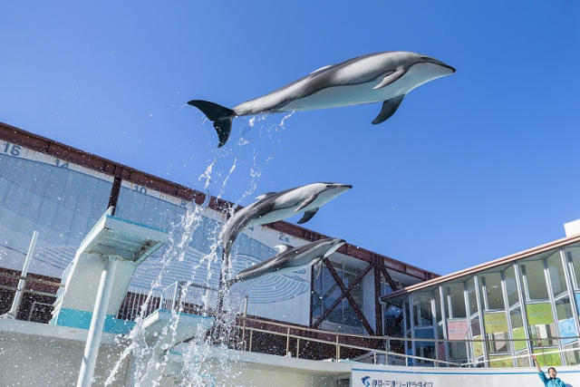 ショースタジアムのショー