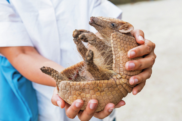 伊豆アニマルキングダムなら…癒やし系動物ともふれあえる