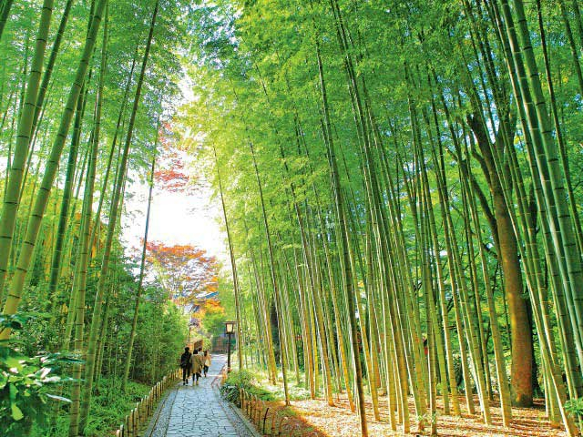 【修善寺観光モデルコース】⑥竹林の小径