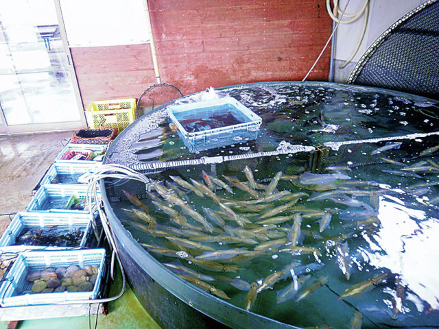 【平戸×観光】③ 平戸市漁協旬鮮館