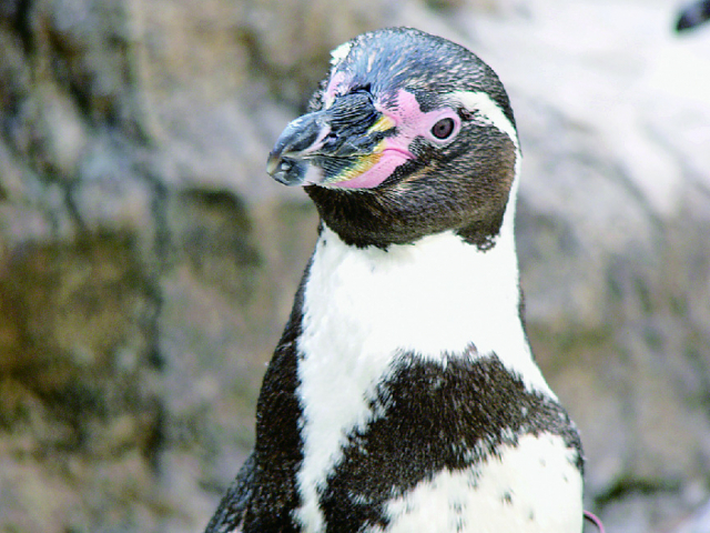 フンボルトペンギン