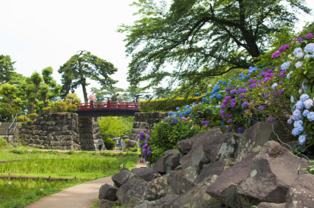 小田原城あじさい花菖蒲まつり