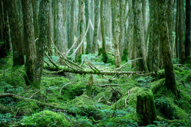 【岡山・西粟倉×自然】199種の樹木が立ち並ぶ中国地方有数の天然樹木「若杉天然林」