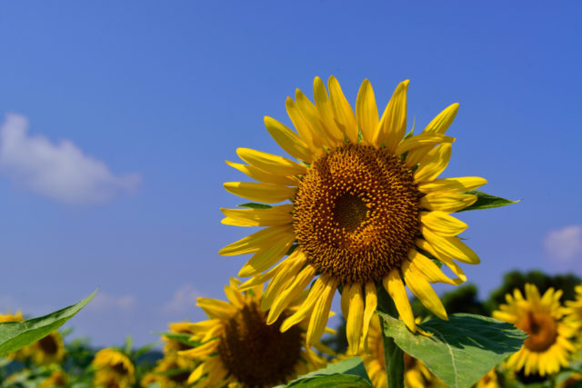 長崎鼻リゾートキャンプ場