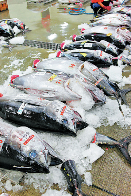 【沼津港観光モデルコース】⑤沼津魚市場INO