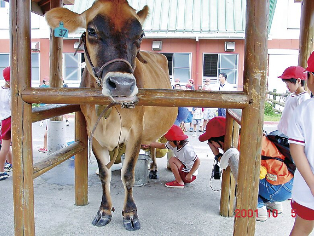 【霧島×観光】動物たちとふれあえる 高原の観光牧場「高千穂牧場」