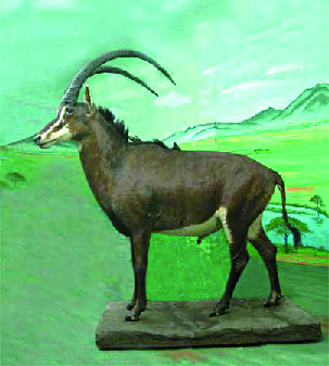 希少動物のはく製が並ぶ つやま自然のふしぎ館