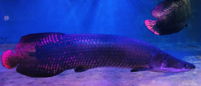 白池地獄の熱帯魚もチェックしよう