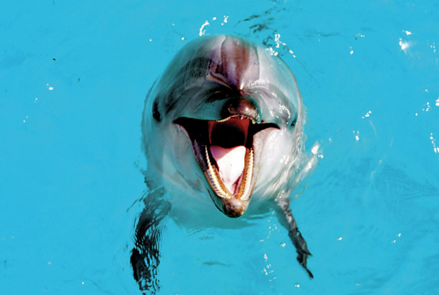 伊豆・三津シーパラダイスなら…イルカや動物と遊べる