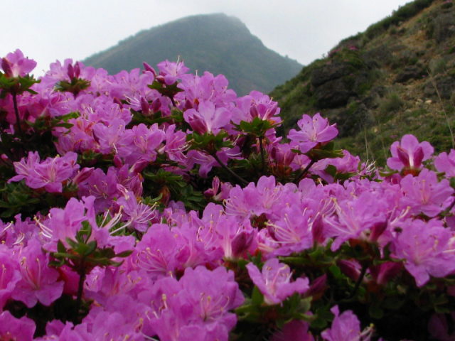 えびの高原の歳時記