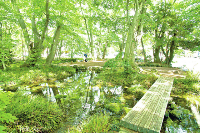 【三島駅周辺×観光モデルコース】⑤豊かな自然が美しい風景を織り成す「白滝公園」