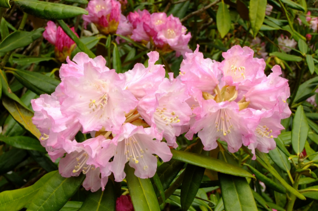 五ヶ瀬町へのアクセス