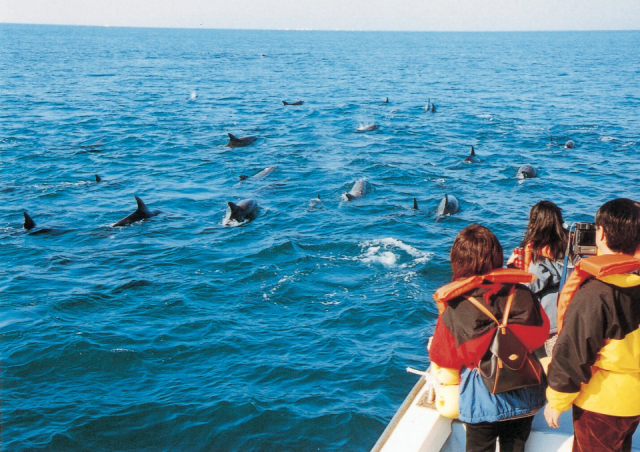 船に乗ってイルカ観察「イルカウオッチング」