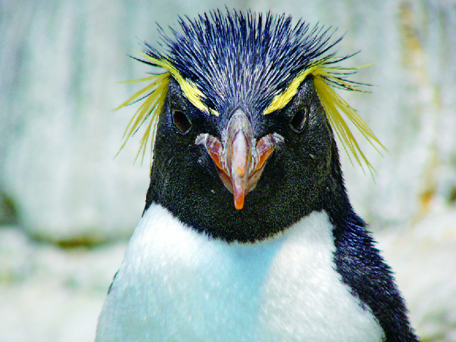 ミナミイワトビペンギン