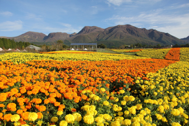 【くじゅう×ドライブ】くじゅう花公園