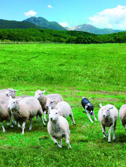 【くじゅう×ドライブ】国立公園くじゅうやまなみ牧場