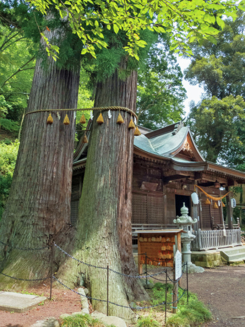 【修善寺観光モデルコース】日枝神社「子宝の杉」