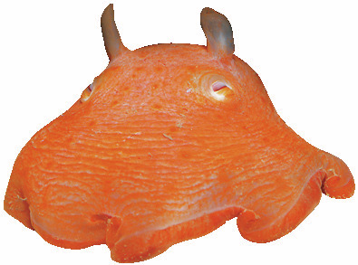 【沼津港観光モデルコース】①沼津港深海水族館シーラカンス・ミュージアム