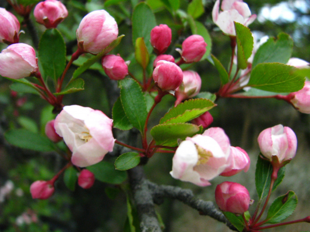 えびの高原の歳時記