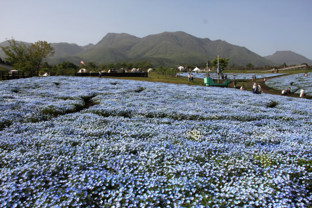 【くじゅう×ドライブ】くじゅう花公園