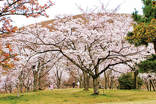 【大室山の春】さくらの里まつり