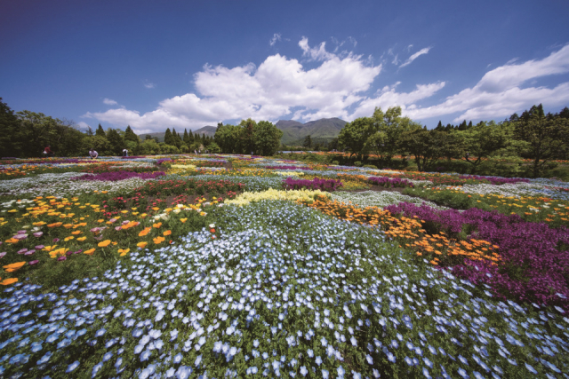 【大分観光のおすすめモデルコース】くじゅう・長湯・臼杵をドライブ!1日目